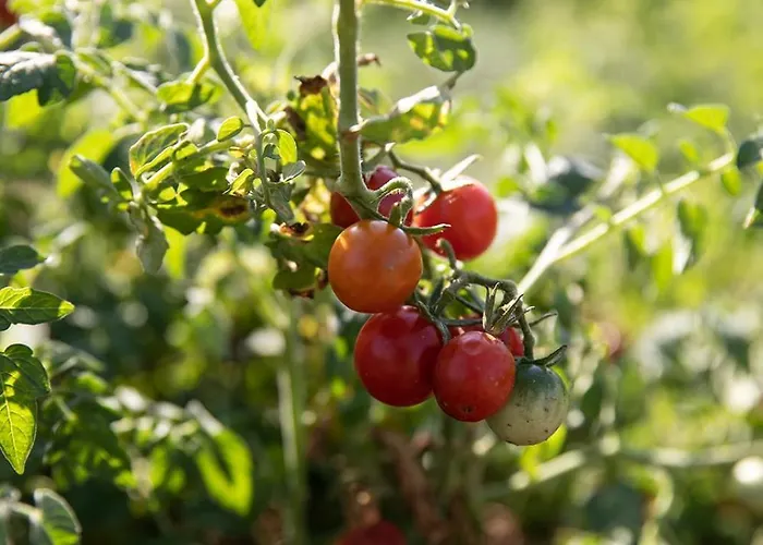Naxian Life Villa Agia Anna (Naxos)