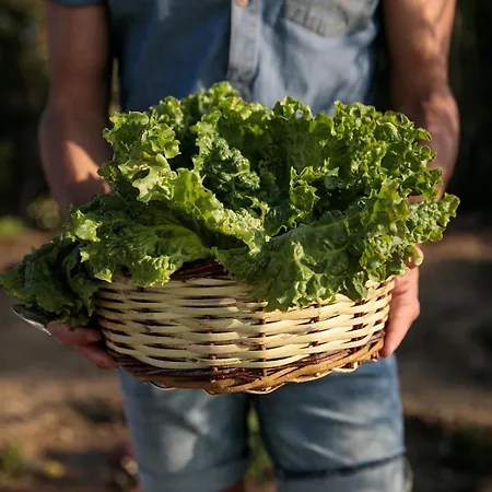 Naxian Life Agia Anna (Naxos)