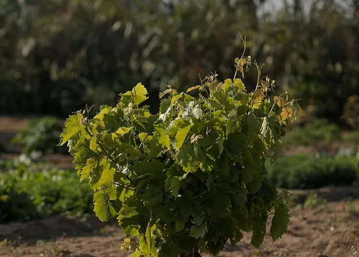 Naxian Life Agia Anna (Naxos)